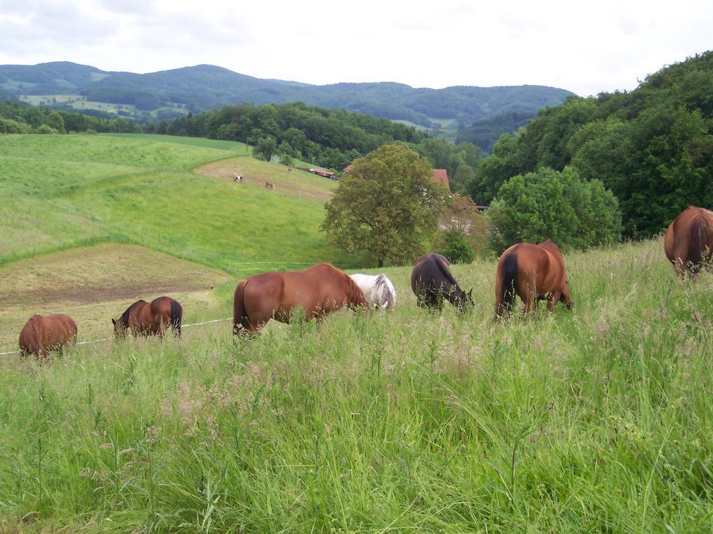 Vila Pferdehof Und Wanderreitstation Doersam Mörlenbach Exteriér fotografie